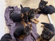 Şecereli Şov Kalite Alman Çoban Köpeği Yavruları