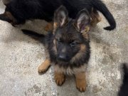 Scr Li babanın safkan yavruları 