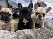 Türkiye’nin en güzel french bebekleri geldi 