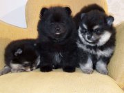Kömür Karası ve Gümüş Gölgeli Pomeranian Boo Yavruları