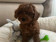 Ankara Yenimahalle Toy Poodle Yavruları Kendi Üretimimiz Şecere Garantili