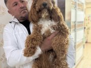 7 Aylık Tuvalet Eğitimli Dişi Poodle