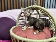 Teacup chihuahua Şivava bebekler geldi 