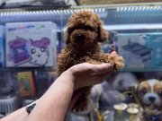 5 aylık DİŞİ aşılı 1kg TEACUP boy 