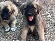 Kangal yavruları mevcut 