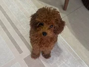 Toy poodle 5 aylık erkek aşılı evde bakılıyor 