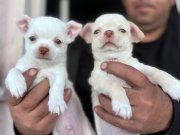 Mükemmel kaliteli chihuahua şivava bebekler 
