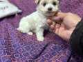 Maltipoo bebekler 