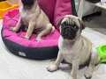 PUG SAFKAN orjlnal bebekler ( en iyisini isteyene ) 