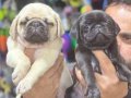 PUG ruhsatlı yasal firmadan 