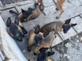 Safkan kara maske Belçika mali bebekler hazır 