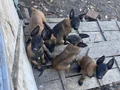 Safkan kara maske Belçika mali bebekler hazır 