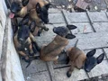 Safkan kara maske Belçika mali bebekler hazır 