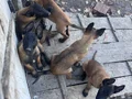 Safkan kara maske Belçika mali bebekler hazır 