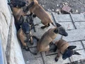 Safkan kara maske Belçika mali bebekler hazır 