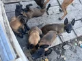 Safkan kara maske Belçika mali bebekler hazır 