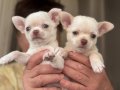 Pembe burun teacup chihuahua GELDİ 