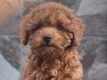 Korea kan 4 aylık dişi toy poodle safkan 