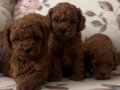 SAĞLIKLı SAFKAN TOY POODLE yavrular hazır 