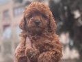Orjinal toypoodle bebekler safkan 
