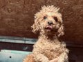 Toy poodle çipli aşılı 2 yaş DİŞİ