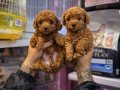 Kendi Köpeklerimizin Yavrusu Uygun Poodle Bebekler 