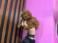Kendi Köpeklerimizin Yavrusu Uygun Poodle Bebekler 
