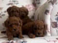 Kendi Köpeklerimizin Yavrusu Uygun Poodle Bebekler 