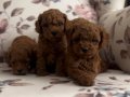 Kendi Köpeklerimizin Yavrusu Uygun Poodle Bebekler 