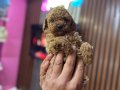 Kore Kan Teacup Maltipoo Bebekler 