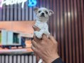 Teacup mini boy Şivava chihuahua 