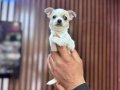 Teacup mini boy Şivava chihuahua 