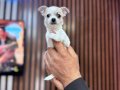 Teacup mini boy Şivava chihuahua 