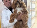 7 Aylık Tuvalet Eğitimli Dişi Poodle