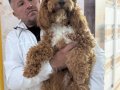 7 Aylık Tuvalet Eğitimli Dişi Poodle