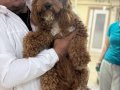 7 Aylık Tuvalet Eğitimli Dişi Poodle