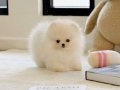 Kartopu Kürklü Pomeranian Boo Yavruları