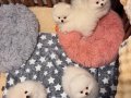 Kartopu Kürklü Pomeranian Boo Yavruları