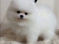 Kartopu Kürklü Pomeranian Boo Yavruları