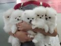 Kartopu Kürklü Pomeranian Boo Yavruları