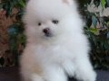 Kartopu Kürklü Pomeranian Boo Yavruları
