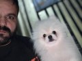 Gerçek pomerian BOO erkek 1 yaş 