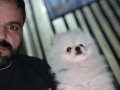 Gerçek pomerian BOO erkek 1 yaş 