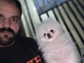 Gerçek pomerian BOO erkek 1 yaş 
