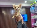 Altın Chihuahua Yavrumuz 