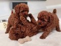 KORE TOY POODLE bebekler kg garantili red 