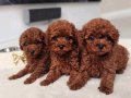 KORE TOY POODLE bebekler kg garantili red 