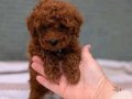 Kore Toy Poodle Yurt Dışından Geldiler 