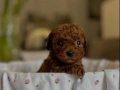 Kore Toy Poodle Yurt Dışından Geldiler 