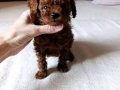 Kore Toy Poodle Yurt Dışından Geldiler 